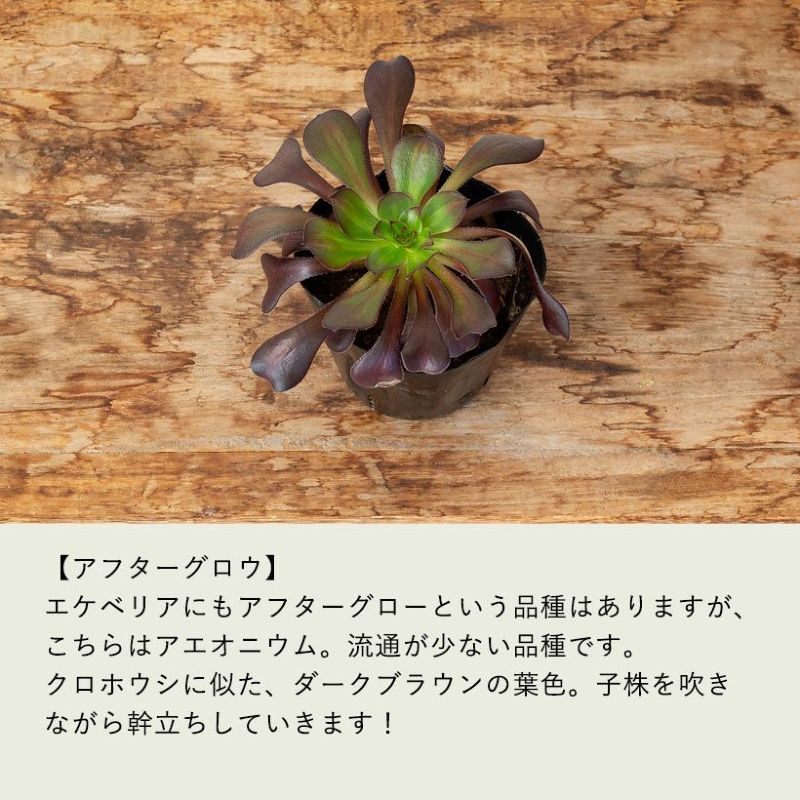 楽天市場】アエオニウム（花・観葉植物｜花・ガーデン・DIY）の通販