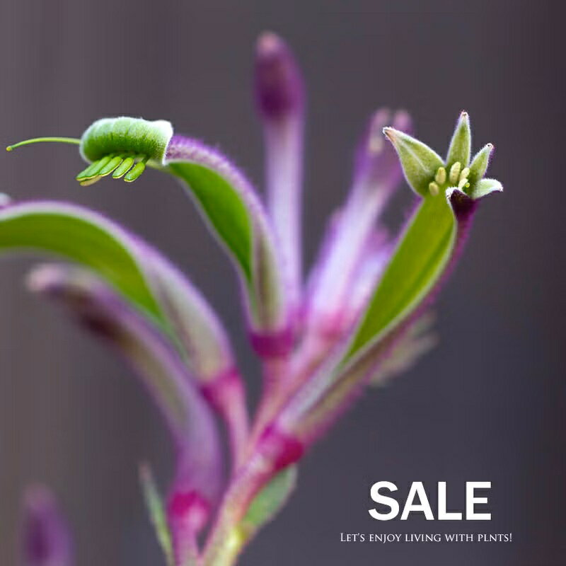 【訳有り：送料無料】カンガルーポー：セレブレーションシリーズ（同梱不可商品）...