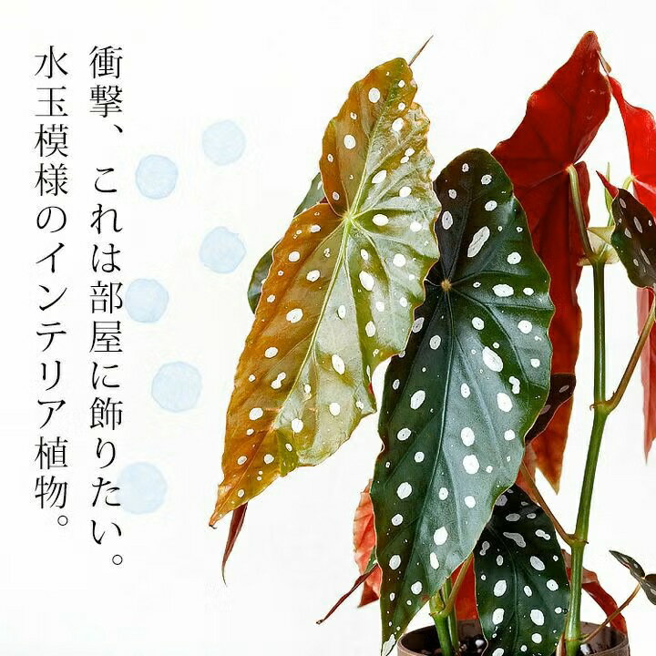 ベゴニア マクラータ、育ててみて！木立ベゴニア マクラタ ドット キダチベゴニア 観葉植物 水玉 模様 葉が大きい インテリア おしゃれ 植物 インテリアグリーン 杉本リビング 鉢 おしゃれ 人気 ミニ観葉 ミニ樹木 緑のインテリア