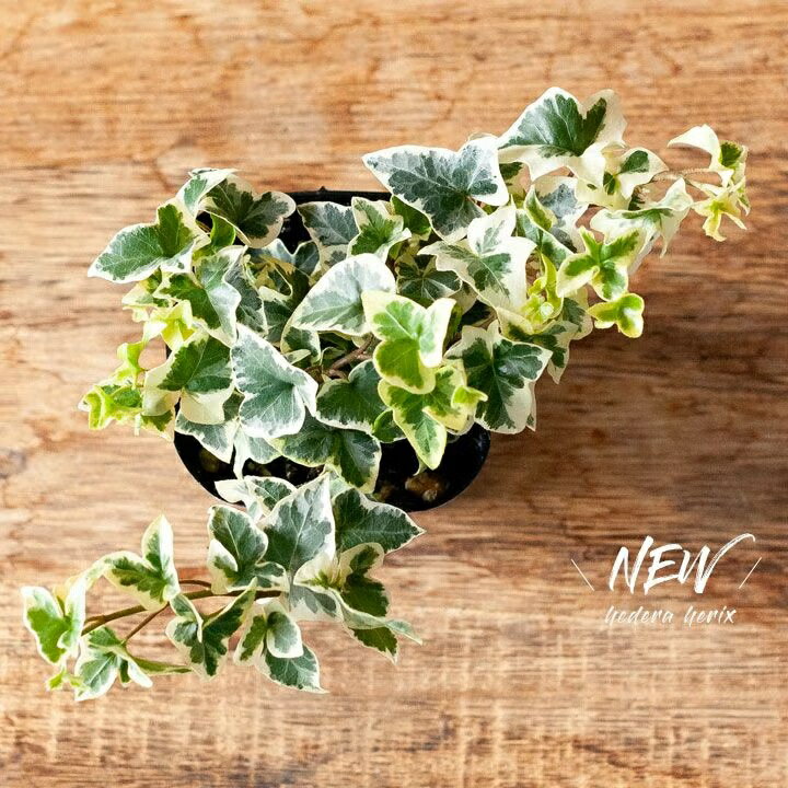 ヘデラの新品種「きららの森」アイビー ヘデラ ヘリックス キララの森 広野園芸 廣野 人気 斑入り小さい ミニ観葉 ガーデニング 寄せ植え 苗 観葉植物