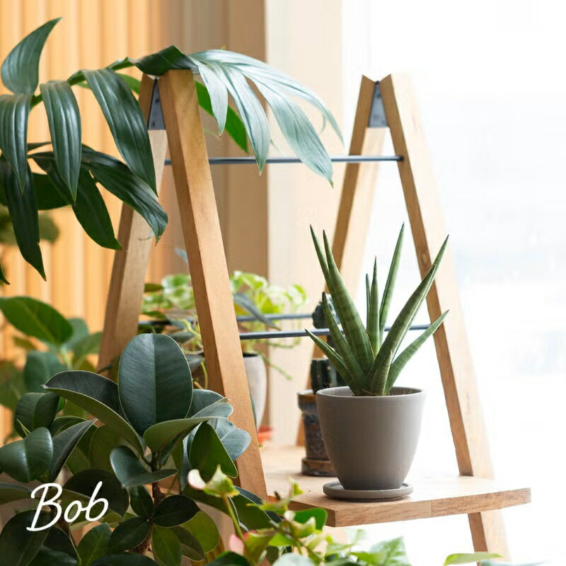 サンスベリア collection 驚くほど丈夫で日陰にも強いサンスベリアでおしゃれな空間作り 初心者でも失敗しない簡単管理が魅力の最高のギフト 癒やしの緑