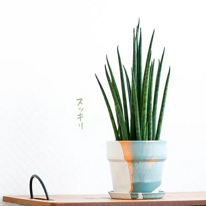 サンスベリア collection 驚くほど丈夫で日陰にも強いサンスベリアでおしゃれな空間作り 初心者でも失敗しない簡単管理が魅力の最高のギフト 癒やしの緑