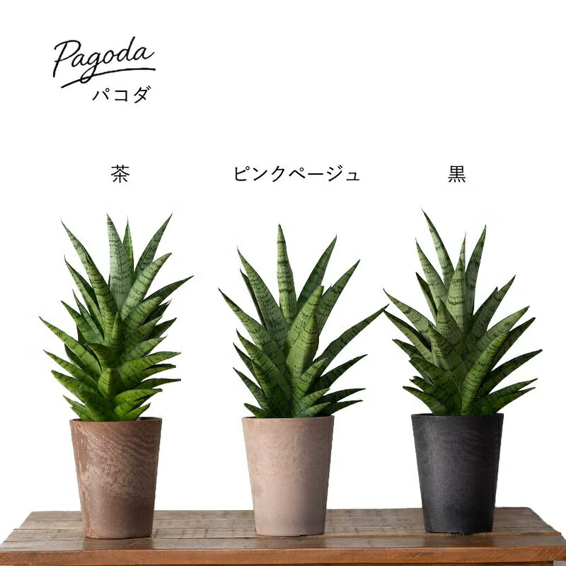 【Tsubame⚠合計3鉢】エコプラント♪サンスベリアトラノオ7号鉢 楽天市場】サンスベリア 種類（サイズ（植木鉢）～ 3号）の通販