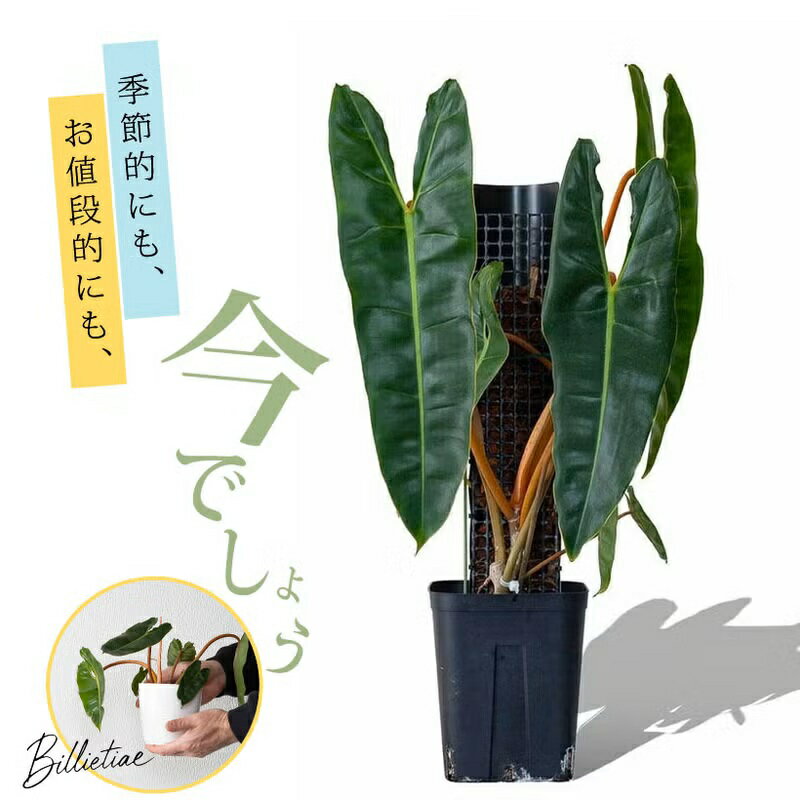 【お求めやすくなりました！】フィロデンドロン・ビレッタエ観葉植物 苗 植え替え 登り棒 登らせ 室内 おしゃれ インテリア