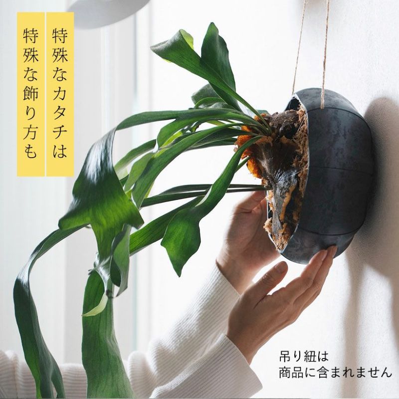 ��Made in JAPAN ����ȭ���ü�ʥ��������ü�ʥ������ַڤ��ƥ�å��ʼ����פ�ɽ�����ޤ���ȭ �ڤ� ���å����� ��ޯ�� �ޥå� ����������ե����С� �֥�å� ����С� �� ���� ���տ�ʪ �����ؤ�