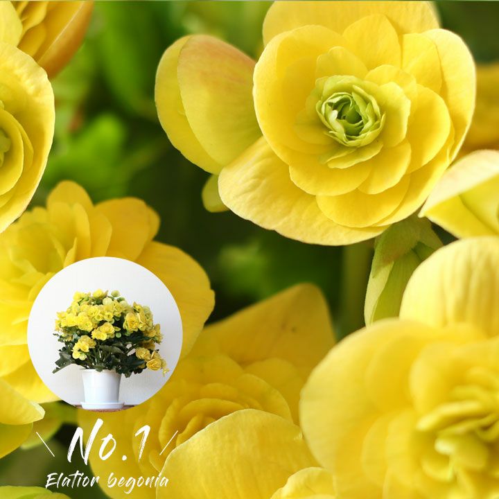 【お届けは12/4〜】須藤さんのエラチオールベゴニア・コスモノア花 花鉢 送料無料 プレゼント フラワー..