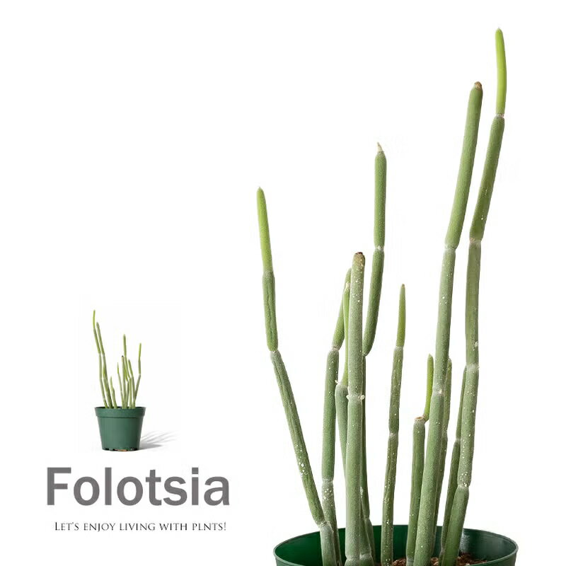 流通が少ない癒し系多肉植物。フォロトシア・グランディフロラム観葉植物 室内 インテリア おしゃれ イ ...