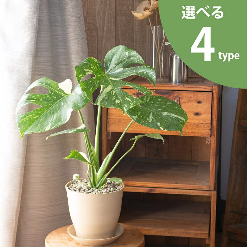 【鉢が選べる】モンステラ・タイコンステレーション観葉植物 斑入りモンステラ ふいり おしゃれ 植物 室内 インテリア 育てやすい 風水 鉢植え 初心者 丈夫 育て方 ギフト プレゼント 贈り物 誕生日 お祝い