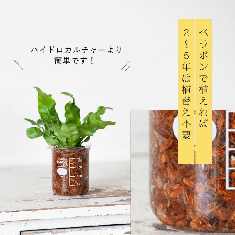ベラボン・プレミアム「土を使わない」「底穴が無...の紹介画像3