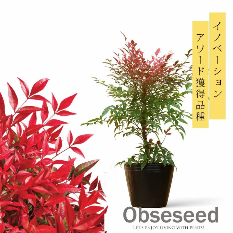 楽天市場】南天 鉢植え（種類（植物）ナンテン）（ガーデニング・農業