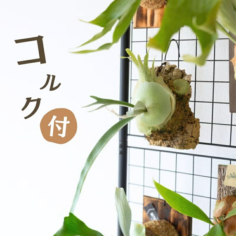 貯水葉がイイ感じ！ビカクシダ（コウモリラン）・ヴィーチーのコルク付け板付け プラティセリウム ビーチ- 植物 吊るす 吊り鉢 ハンギング 観葉植物 室内 おしゃれ インテリアグリーン 壁掛け リビング