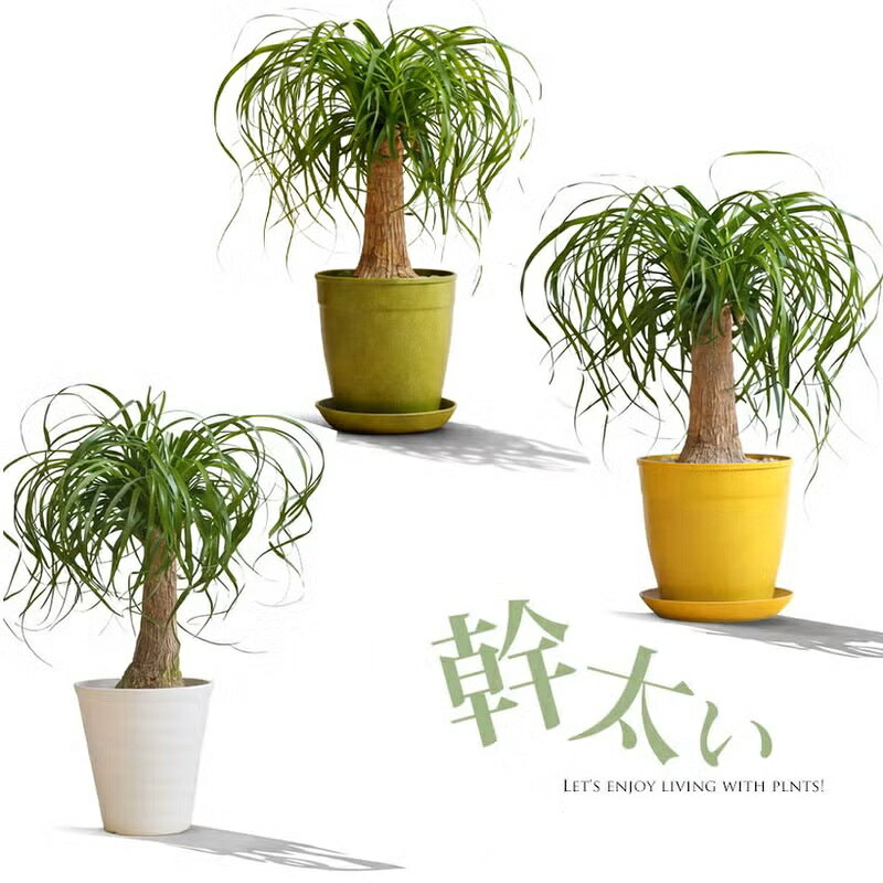 楽天市場】トックリラン（観葉植物｜花・観葉植物）：花・ガーデン