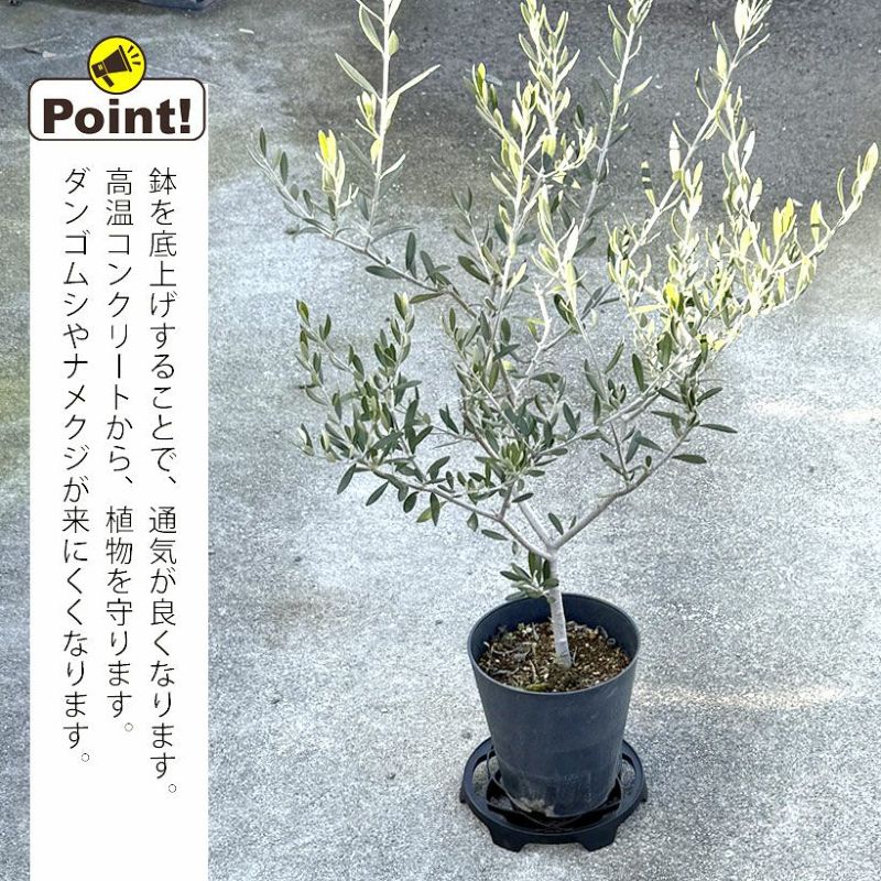 �����ȻȤ�����������֤���夲���� ��ʪ�֤��� ȭ���̵������� ��Ǯ ���󥴥ॷ�к�