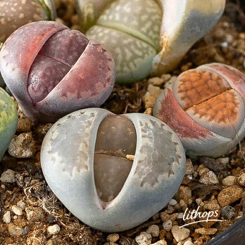 リトープスの寄せ植え。小さな宝箱☆。多肉植物 観葉植物 小さい ミニ 寄せ植え 室内 おしゃれ デスク リビング ダイニング オフィス