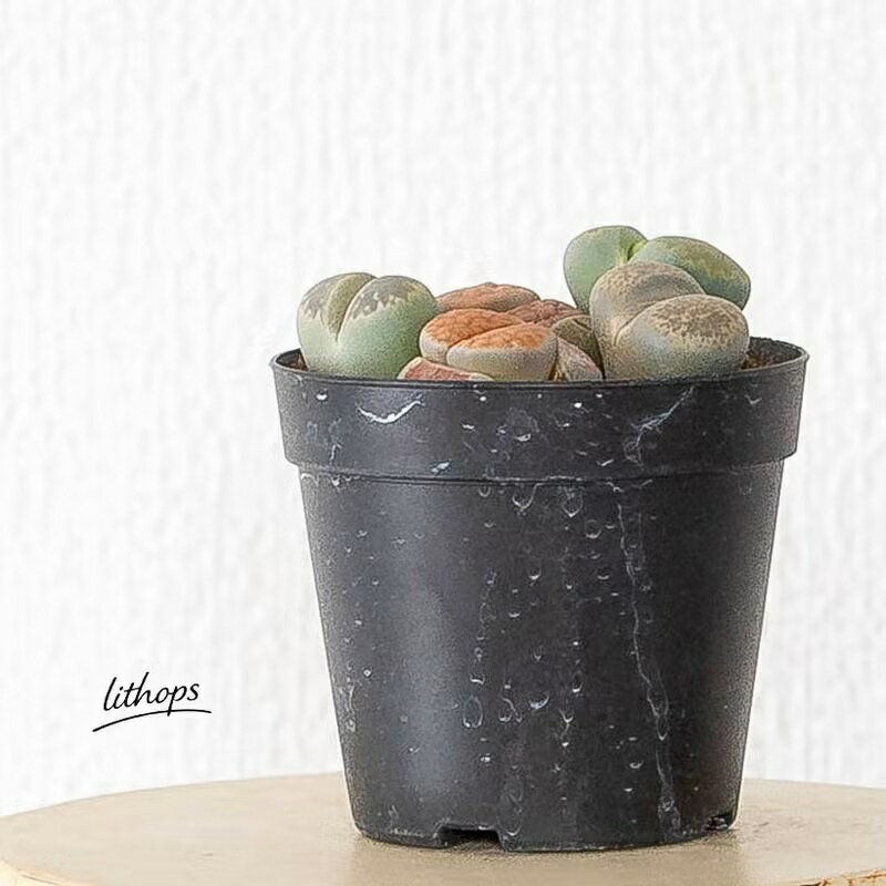 リトープスの寄せ植え。小さな宝箱☆。多肉植物 観葉植物 小さい ミニ 寄せ植え 室内 おしゃれ デスク リビング ダイニング オフィス