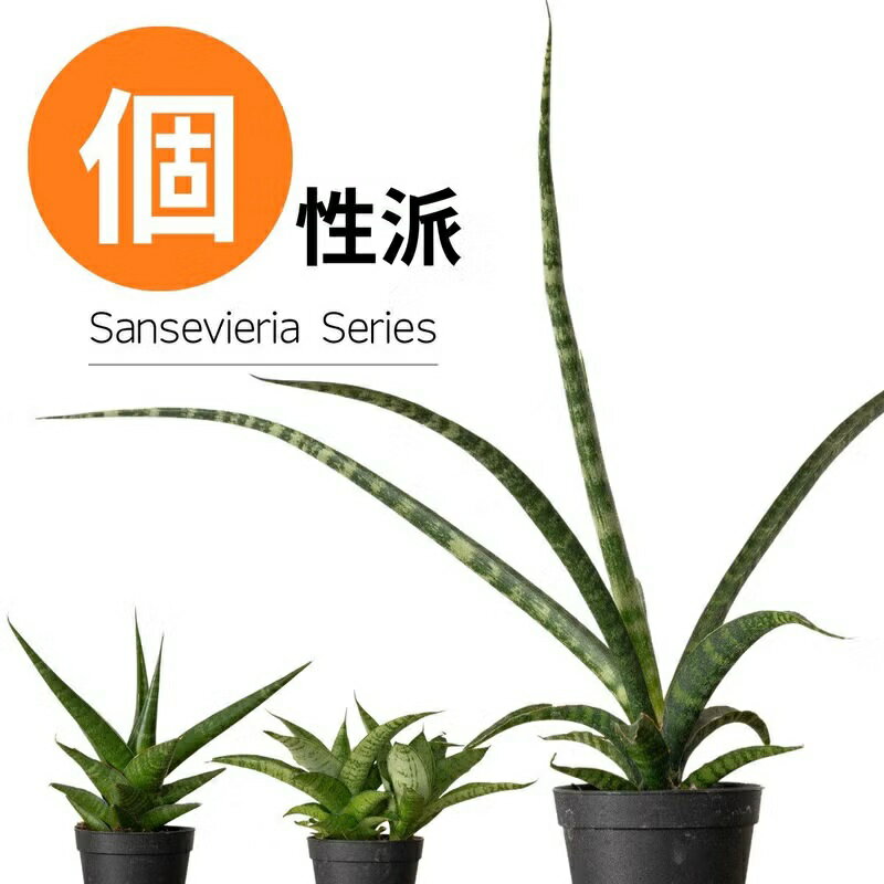 【個性派Collection】7種のサンスベリア（2.5号）観葉植物 小さい 初心者向け 陰に強い サンセベリア おしゃれ 風水 トイレ ミニサイズ 陰 強い 丈夫 育て方説明書付き テーブル 誕生日プレゼント
