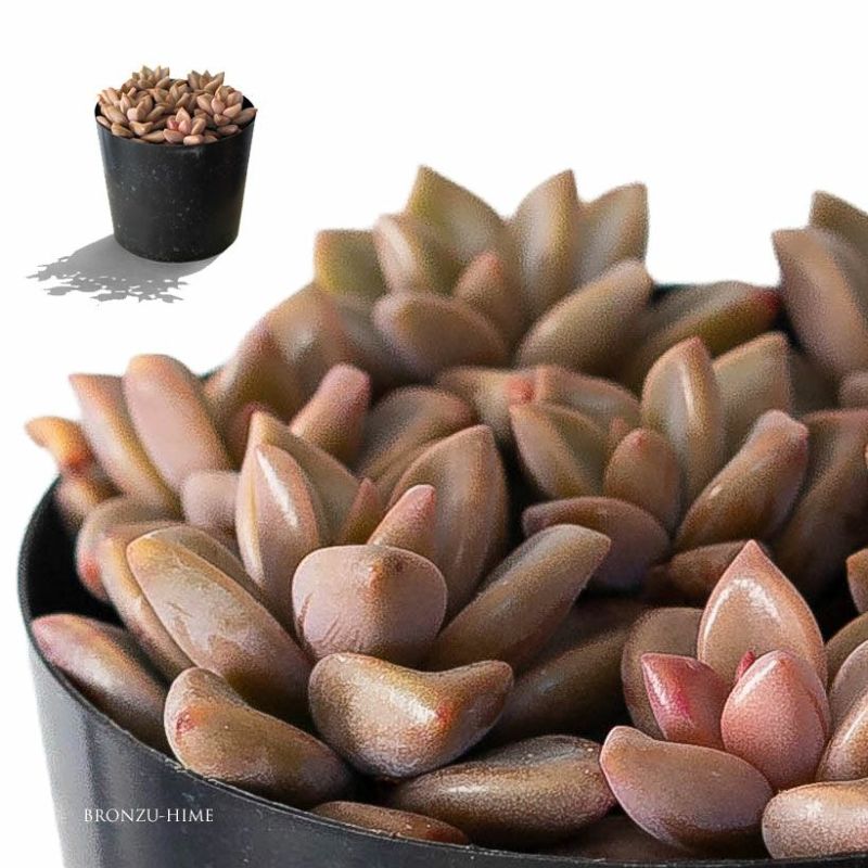 グラプトペタラム「ブロンズ姫」多肉植物 観葉植物 苗 植え替え 寄せ植え おしゃれ 可愛い