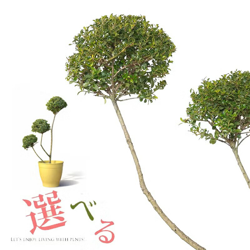 ●2/25〜のお届け【写真で選べる】キンメツゲの玉散らし　（金芽柘植の玉仕立て） 写真現品 屋外植物 玄..