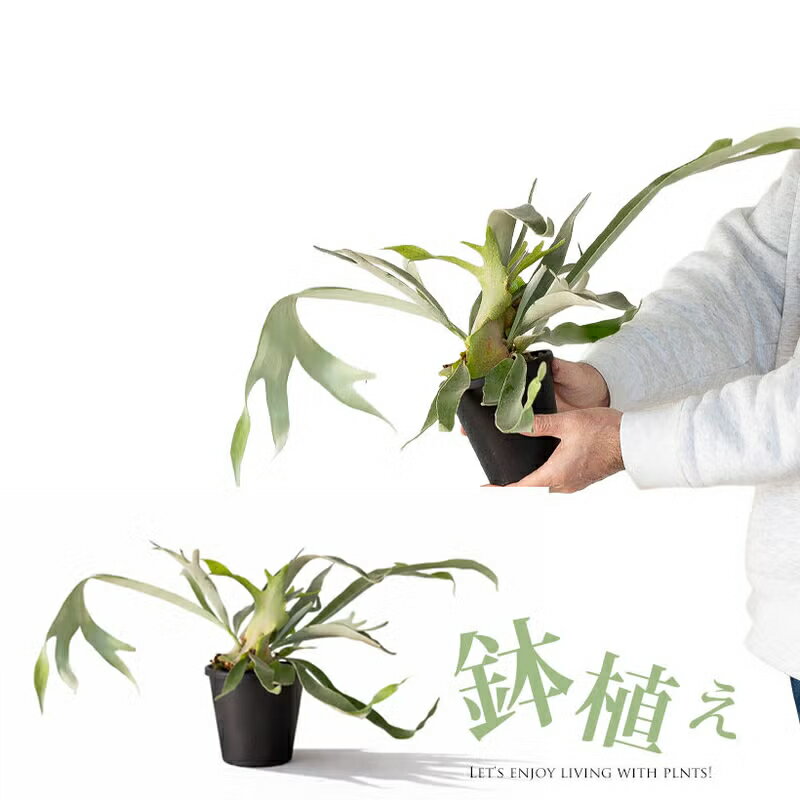 樂天商城 - コウモリラン・ヴィーチー（べイチー）：アレンジしやすい4号鉢ビカクシダ 観葉植物 室内 おしゃれ インテリア