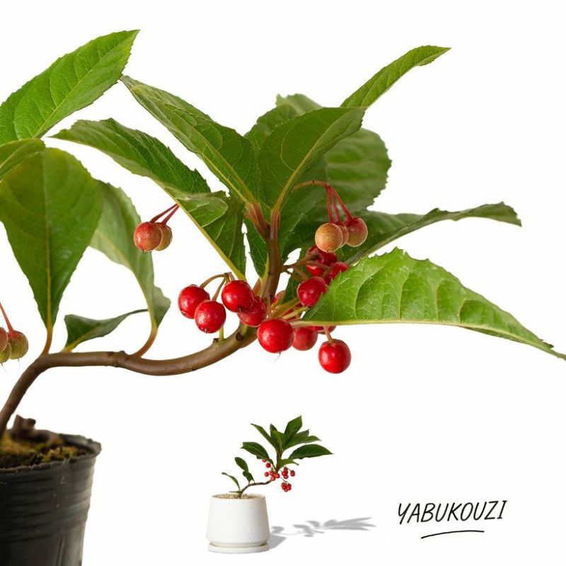 ヤブコウジ（十両）垂れるように伸びる姿が愛らしい屋外植物 苗 鉢植え 低木 赤い実