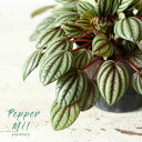 ペペロミア・ペッパーミル観葉植物ペペロミア ペッパーミル 苗 ミニ ミニ観葉 小さい