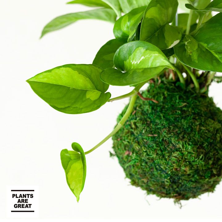 【お届けは9/15〜】観葉植物 今月のおすすめ！ポトスグローバルグリーンの苔玉