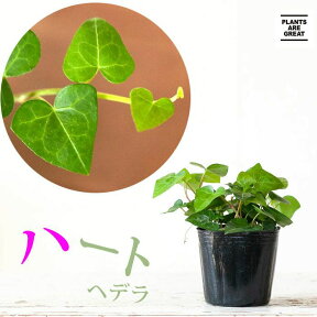 ハートのアイビー（ヘデラ・サーク）観葉植物 ヘデラ ハートの葉 おしゃれ 苗 室内 ヘデラヘリックス つる性 屋外 ガーデニング ハート型 寄せ植え インテリア 種類 品種 育てやすい 強い 陰に強い ポット 3号