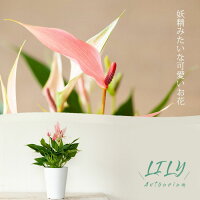 観葉植物