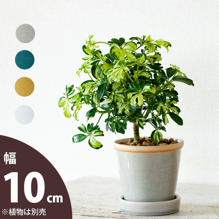 楽天市場】植木鉢 イエロー(素材(ガーデニング・DIY用品)陶器 楽天市場】植木鉢 イエロー(素材(ガーデニング・DIY用品)陶器