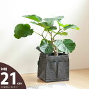 バッグ職人がプロデュースした鉢カバー□21cm×高さ22cm【不織布の植木鉢】