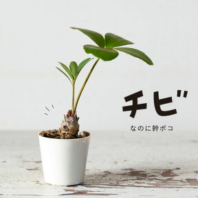 観葉植物 今月のおすすめ！ミニなのに幹上がり！ザミア・プミラ。