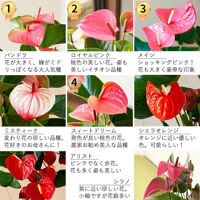 楽天市場 満足度no 1母の日ギフト 名人 小松さんのアンスリウム特秀品 Rootpouch社の布鉢で より可愛く 同梱不可商品です 今月のおすすめ E 花屋さん 5ページ目 みんなのレビュー 口コミ