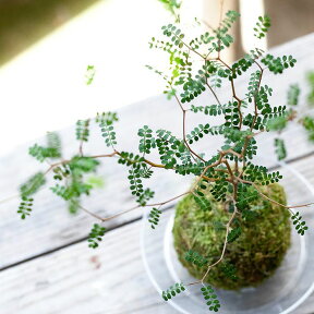 観葉植物 今月のおすすめ！ソフォラ "リトルベイビー″の苔玉（クリア受皿付き！）