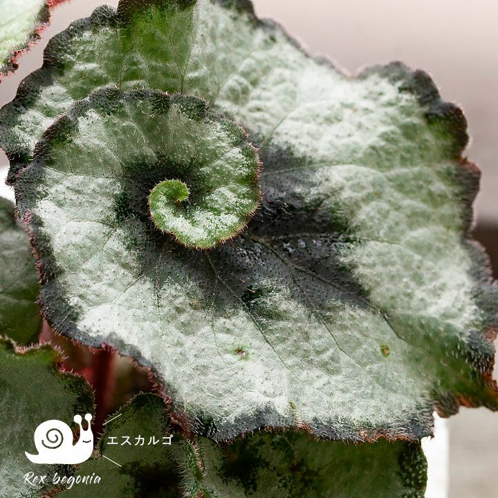 楽天市場 レックスベゴニア エスカルゴ 今月の観葉植物 E 花屋さん みんなのレビュー 口コミ