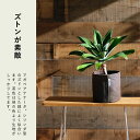 ルーツポーチMサイズ【直径25cm ＃3】不織布 Root Pouch 植木鉢 おしゃれ カラー 鉢 3ガロン 鉢カバー 布鉢 ネイビー ブラック ブラウン グレー 紺 黒 茶 灰色 プランター 家庭菜園 観葉植物 塊根植物 多肉植物 サステナブル 通気性 排水性 水はけ 軽量