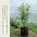 ルーツポーチ大型4L：持ち手type【直径38cm ＃12】不織布 Root Pouch 植木鉢 おしゃれ カラー 鉢 12ガロン 布鉢 グレー ブラック プランター 家庭菜園 観葉植物 塊根植物 多肉植物 サステナブル 通気性 排水性 水はけ 軽量 2