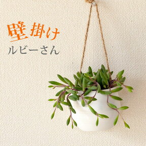 ルビーネックレスのball鉢　観葉植物 ミニ 小さい おしゃれ 吊るす 吊り下げ 室内