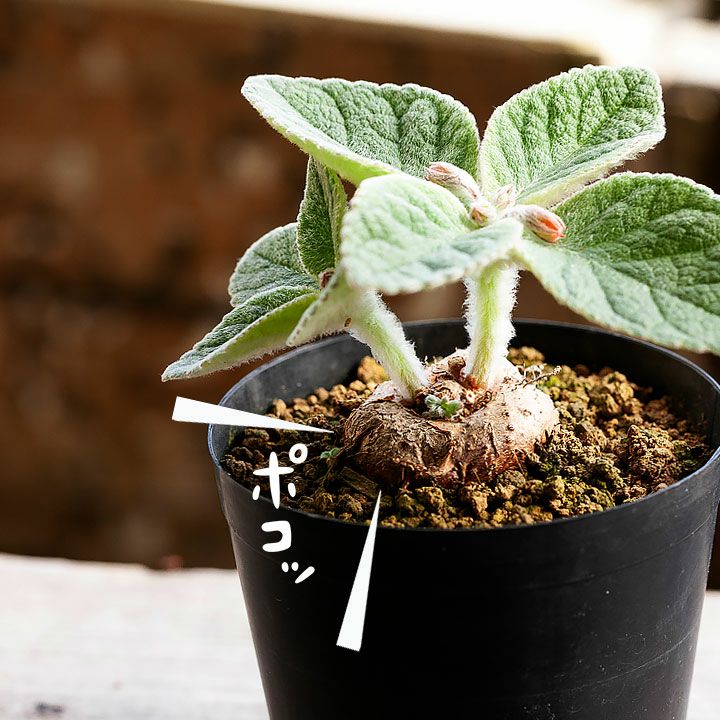 塊根植物シンニンギアの交配種（フロリアノポリス×カーディナリス）（今月の観葉植物）