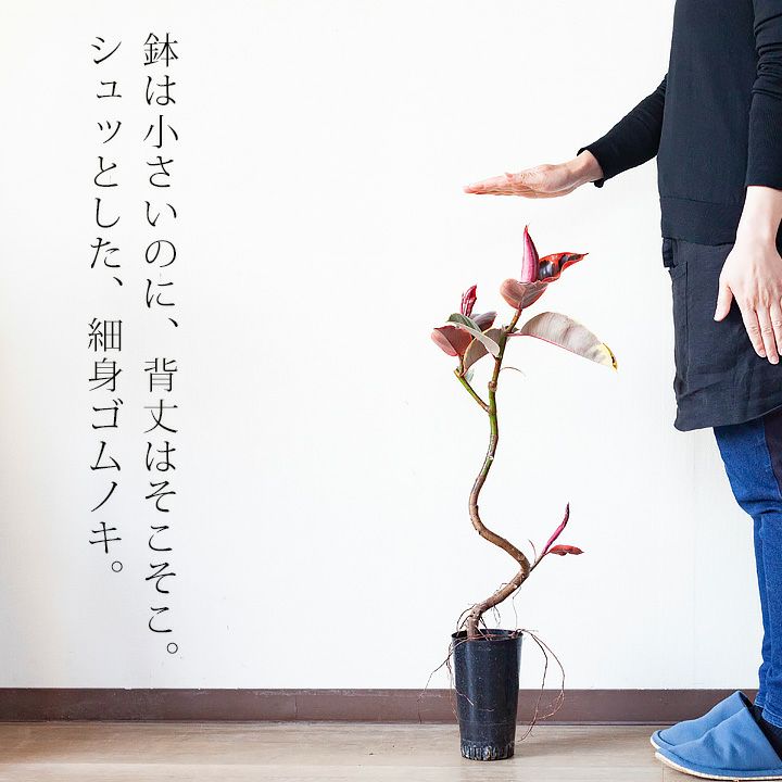 【送料無料】フィカス・ルビー「シュッとしたスッキリ仕立て」※同梱不可商品です（今月の植物）