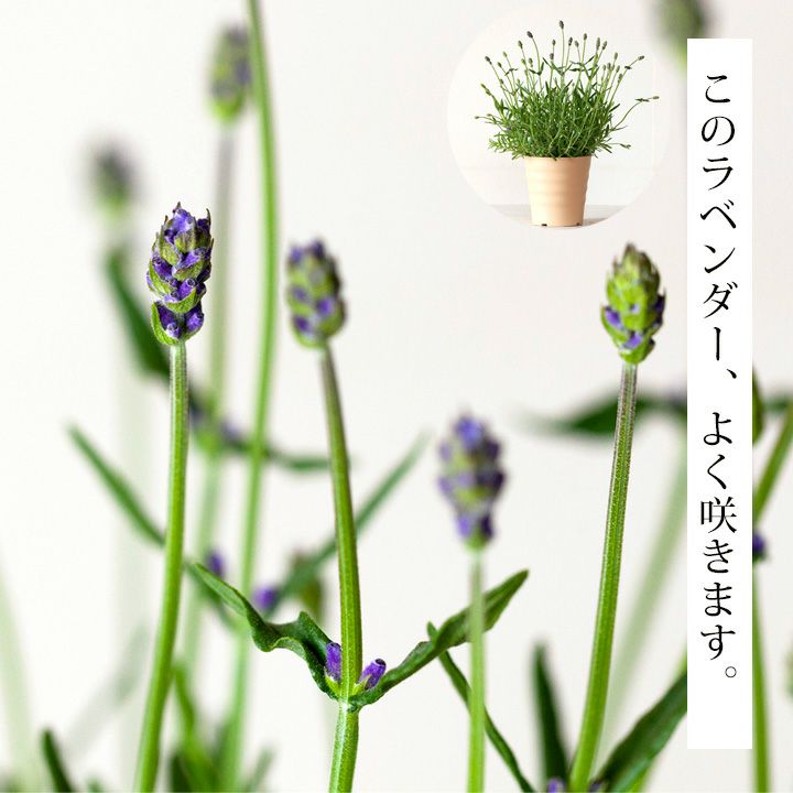イングリッシュラベンダー