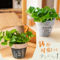 https://thumbnail.image.rakuten.co.jp/@0_mall/e-8783/cabinet/gd2038_c1.jpg