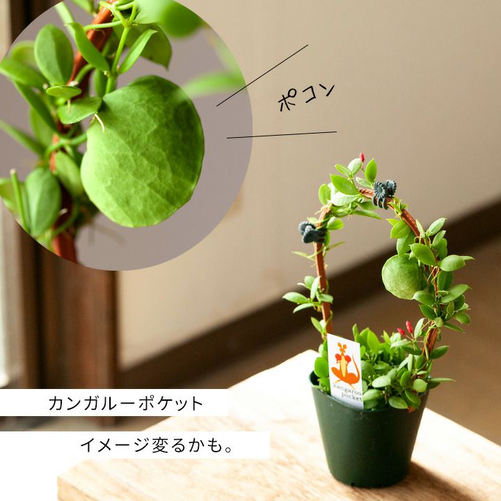 国産のディスキディア