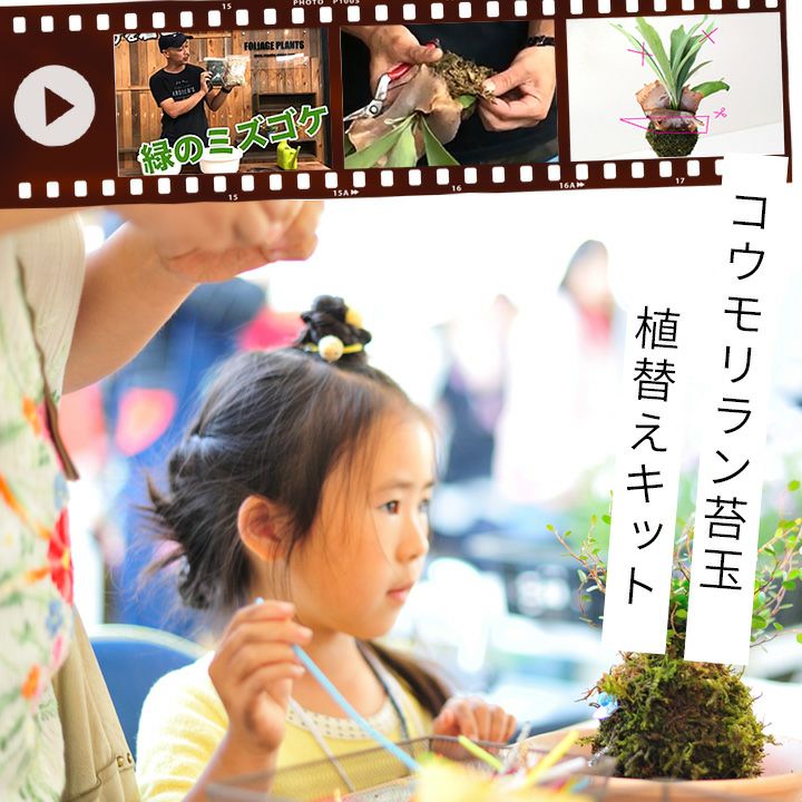 【Let‘s！園芸教室】コウモリラン苔玉「植え替えキット」（動画配信チケット付き） 1