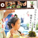 【Let‘s！園芸教室】コウモリラン苔玉「植え替えキット」（動画配信チケット付き）