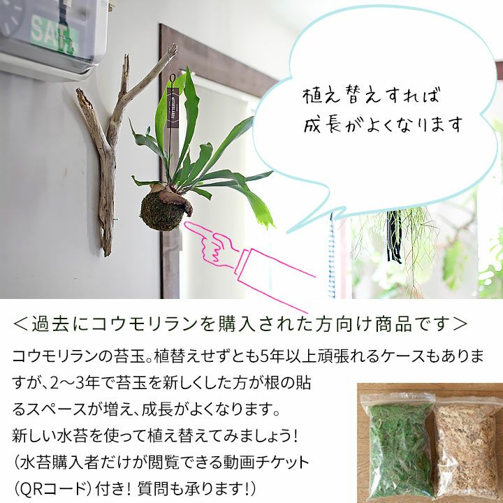 ��Let��s����ݶ����ۥ���������ݶֿ̡����ؤ����åȡס�ư���ۿ������å��դ���