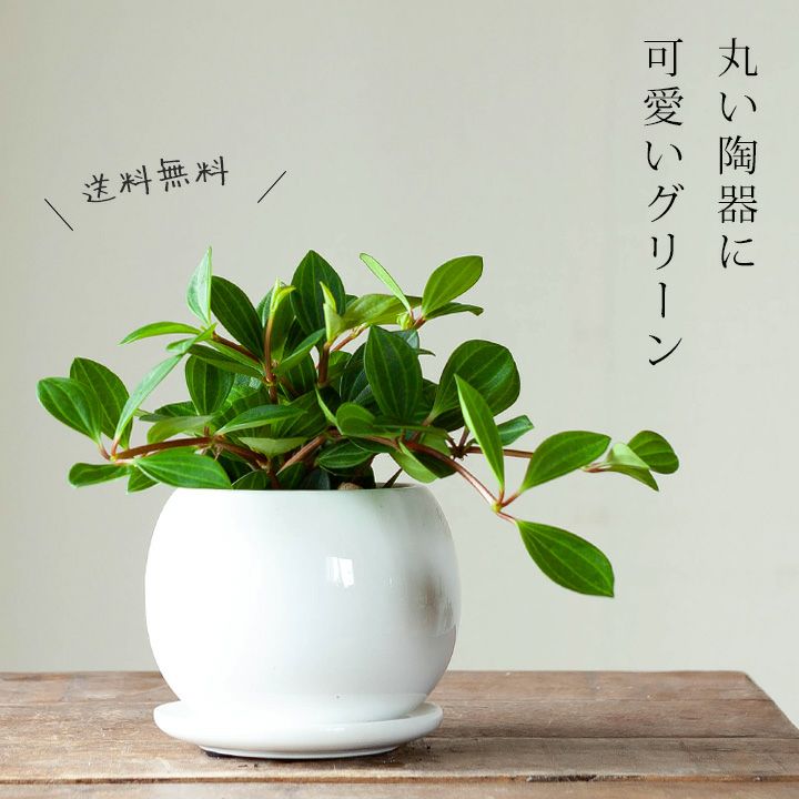 ペペロミア 植物図鑑