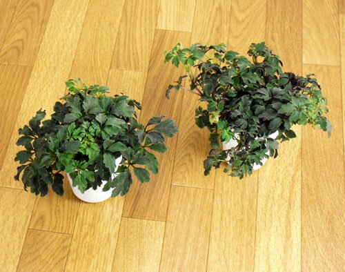 黒紫の人気・観葉植物結構シックリきますよ！ミカニア・デンタータ2．5号ロングポット×1【デンタタ テルナタ ギヌラ】のサムネイル