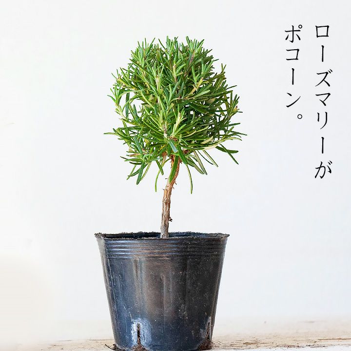 ローズマリー「スタンド仕立て」ハーブ 屋外植物 おしゃれ 苗 低木 ミニ 小さい 香り 鉢植え 栽培 ...
