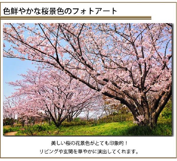 風景画　桜　サクラ　壁掛けキャンバスアート 春　植物 自然 緑 グリーン 日本 ギフト 母の日 プレゼントアートポスター ウォールアート ファブリックアート ファブリックパネル インテリア雑貨 ジグレー版画 ジクレー ジークレー おしゃれ