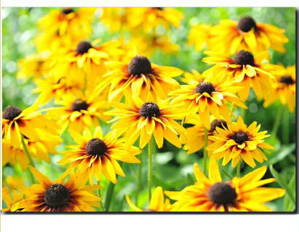 ひまわり 向日葵 壁掛けキャンバスアート 植物 自然 緑 グリーン 夏 日本 ギフト 母の日 プレゼントアートポスター ウォールアート ファブリックアート ファ...